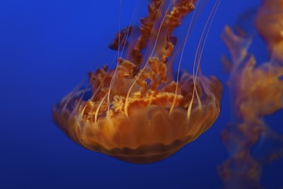 水下褐色水母的浅聚焦摄影